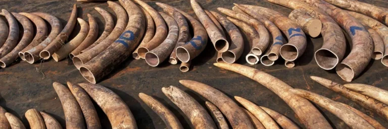 elephant tusks