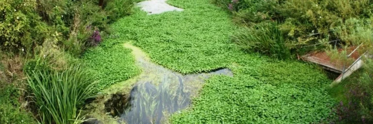 Floating pennywort