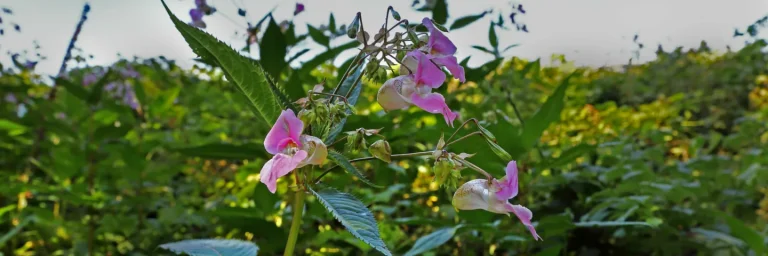Himalayan balsam