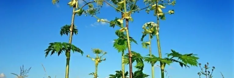 giant hogweed