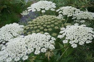 giant hogweed