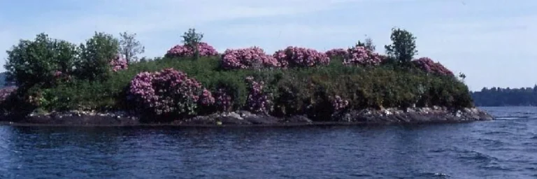 Rhododendron