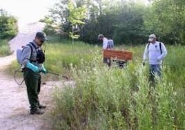japanese knotweed invasive plants