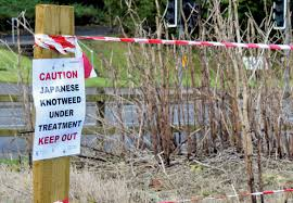 japanese knotweed