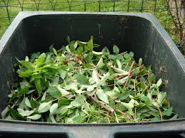 knotweed