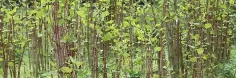 japanese knotweed invasive plants