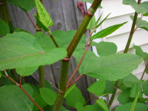 japanese knotweed invasive plants