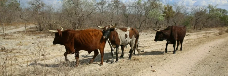 cattle zambia