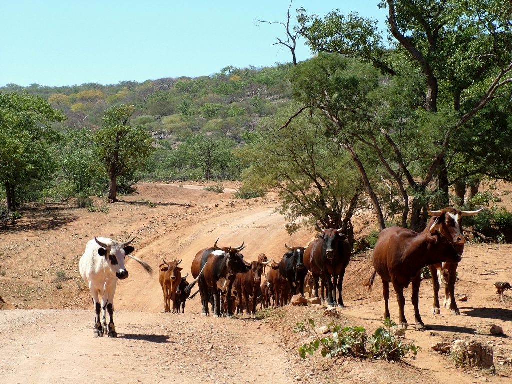 cattle zambia