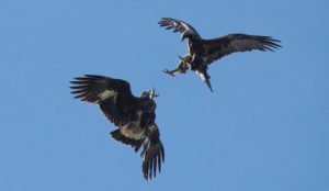 birds