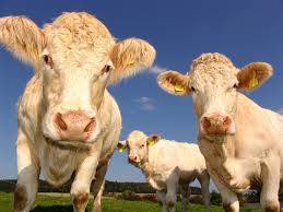 Cow