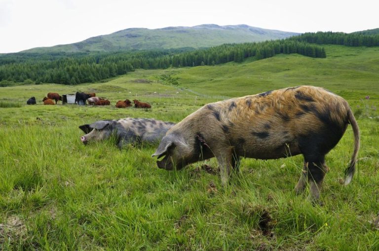 Animal Farm In Scotland