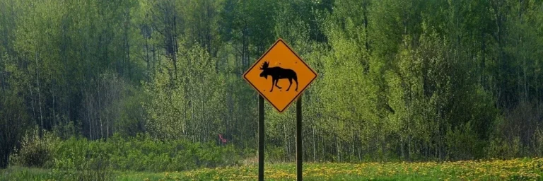 deer sign