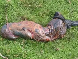 2 biosecurity sheep infected body