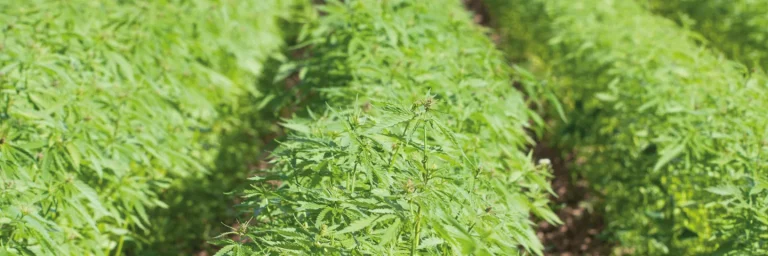 Cannabis Incineration