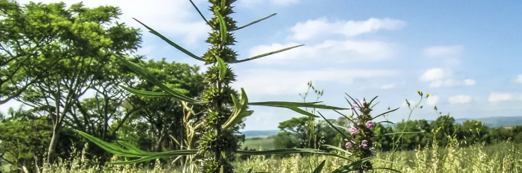 Invasive plants