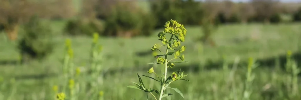 Invasive plants