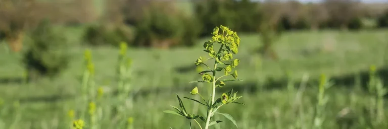 Invasive plants
