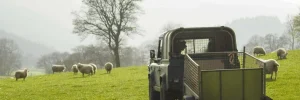 Healthy Sheep And Livestock