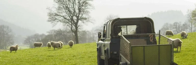 Healthy Sheep And Livestock