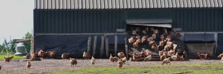 Poultry