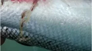 Sea lice on salmon