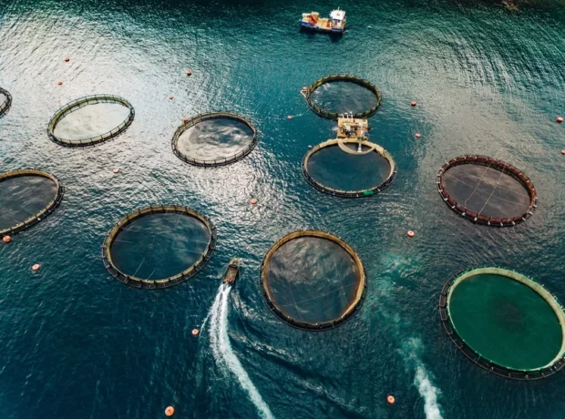 aquaculture waste incinerators