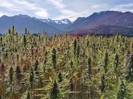 cannabis trees