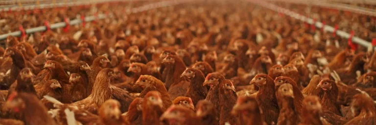 chicken barn