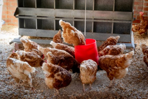 chickens