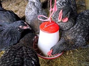 chickens