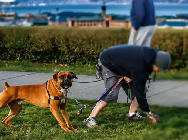 dog poo incineration