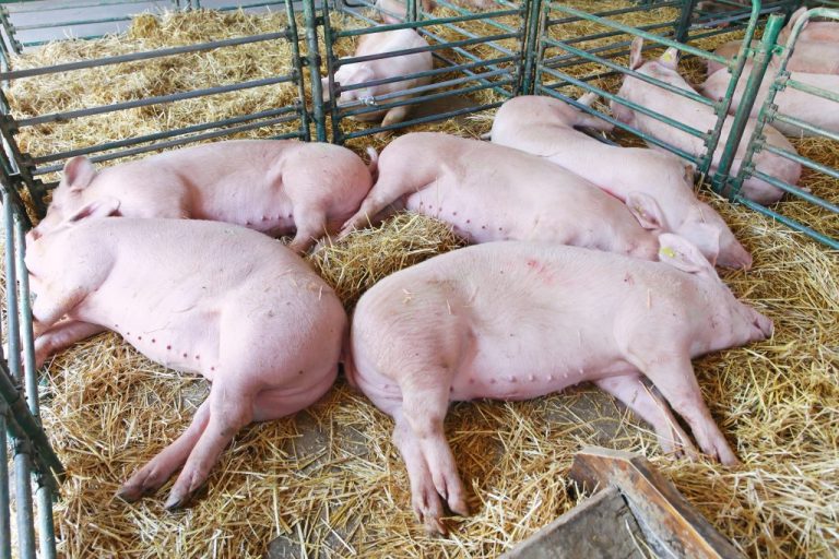 fallen stock pigs