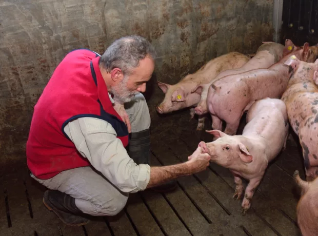 Pigs