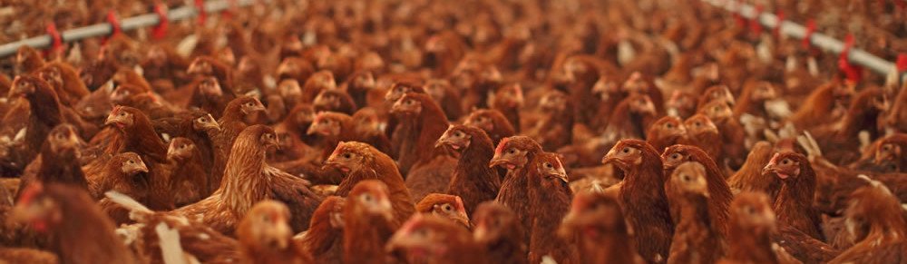 Chickens