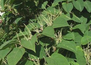 japanese knotweed 