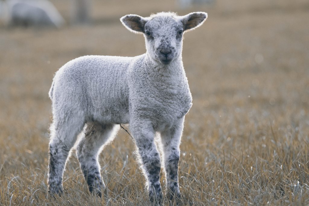 lamb