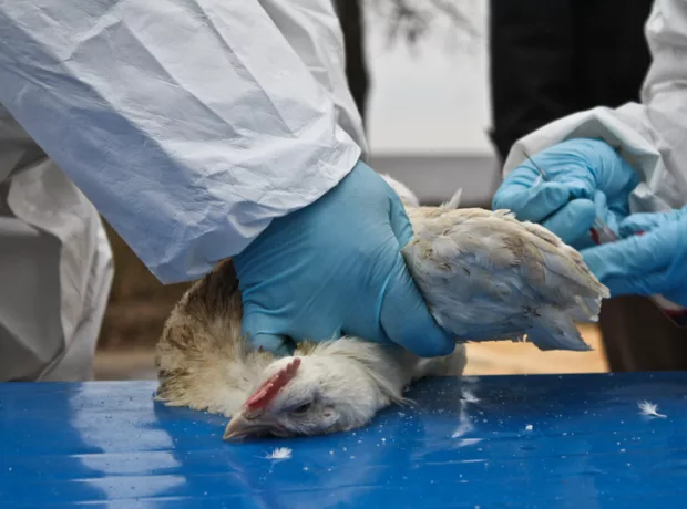 newcastle disease
