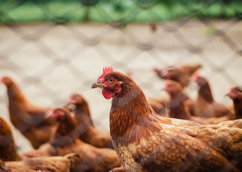Poultry
