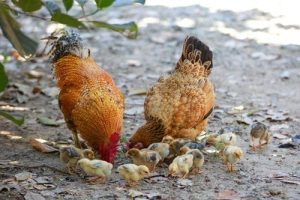 Baby chickens