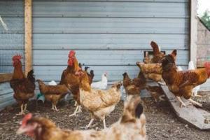 Chickens