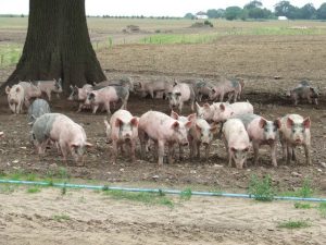 pig farm