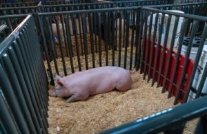 pig in pen