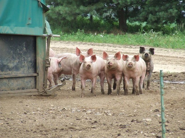 piggies