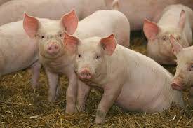 piglets