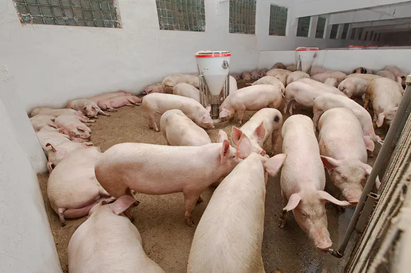 pigs