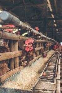 poultry
