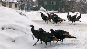 poultry christmas
