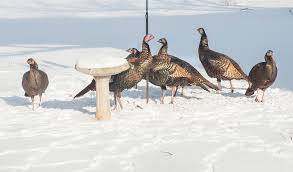 poultry christmas
