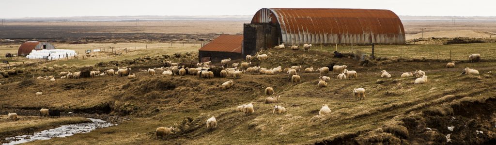 Sheep in field